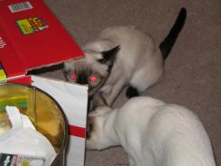 more kittens